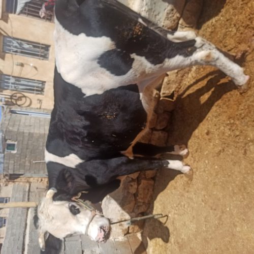 گاو‌ سیمینتال