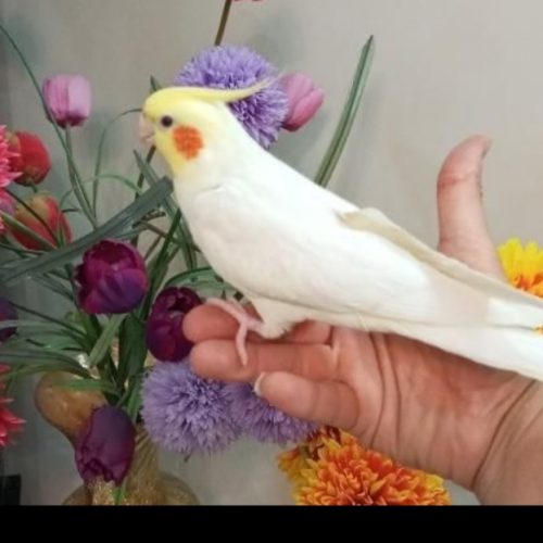 عروس هلندی سخنگو دستی