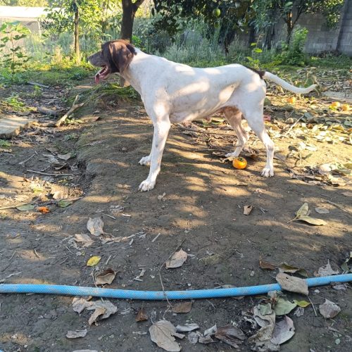 سگ شکار بلد