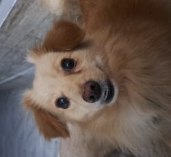 پامرین اشپیتز حرف گوش کن