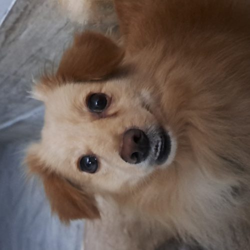 پامرین اشپیتز حرف گوش کن