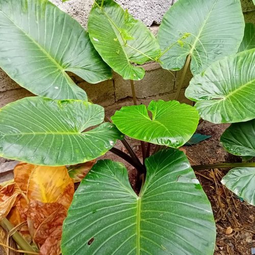 گل گیاه طبیعی