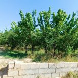 باغ مرکبات زردآلو سیب و.. شهر مجن