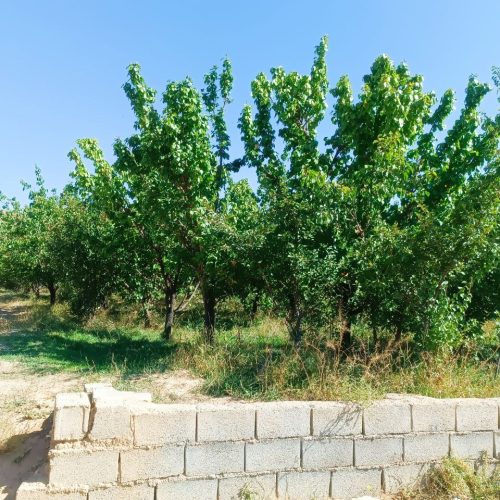 باغ مرکبات زردآلو سیب و.. شهر مجن