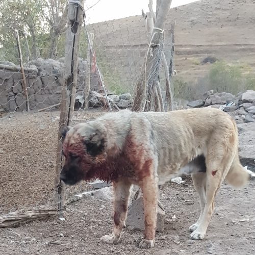 سگ حیوان