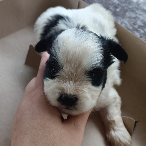 سگ یک ماهه شیتزو کراس