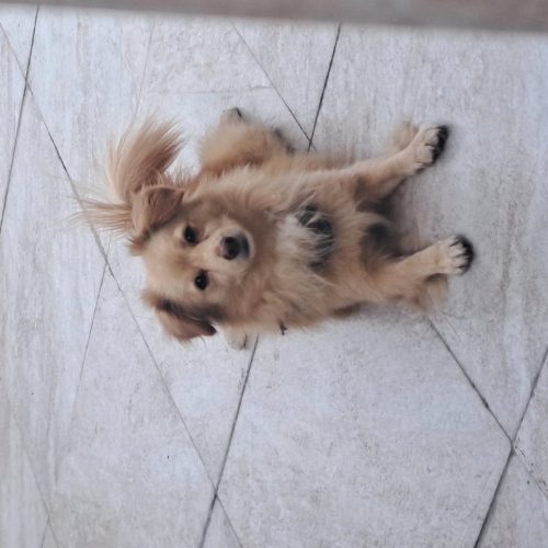 پامرین اشپیتز حرف گوش کن