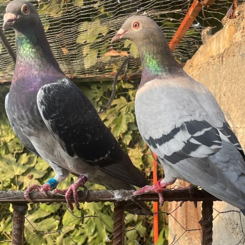 کبوتر مسافتی