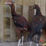 فروش لاری ،گلین لری ،برهما