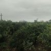 فروش باغ و زمین