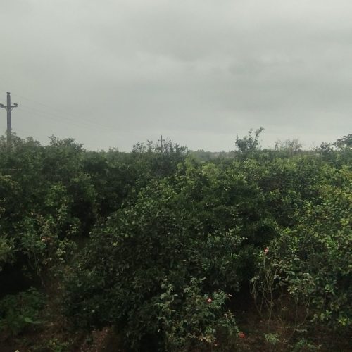 فروش باغ و زمین