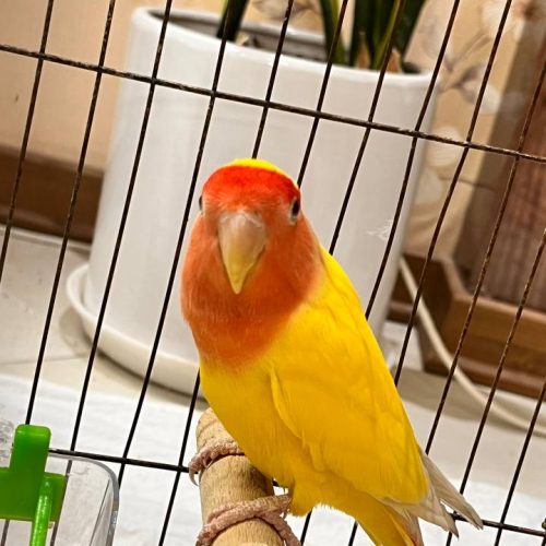 کوتوله برزیلی صورت هلویی