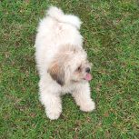 سلام دو تا سگ خانگی پاکوتاه نروماده