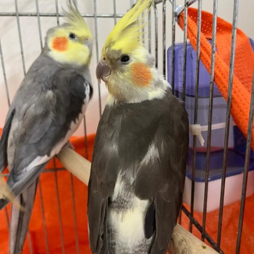 عروس هلندی مولد