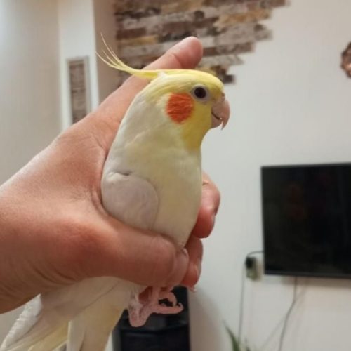 عروس هلندی سخنگو دستی