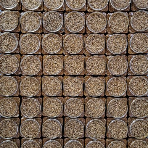 معجون افزایش وزن شفا