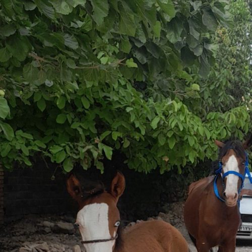 کره نریان 5ماهه