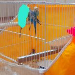 جفت مدغ عشق با لوازم قفس