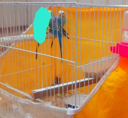 جفت مدغ عشق با لوازم قفس