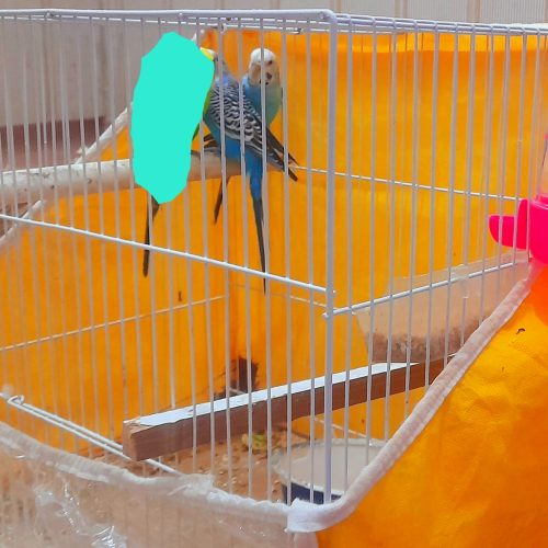 جفت مدغ عشق با لوازم قفس