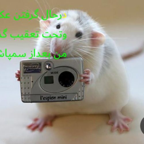 سمپاشی وطعمه گذاری حشرات موذی