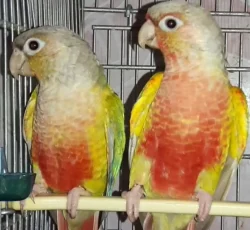 جفت های 8ماهه گرینچیک