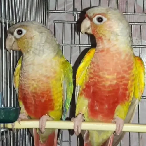 جفت های 8ماهه گرینچیک