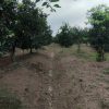 فروش باغ و زمین