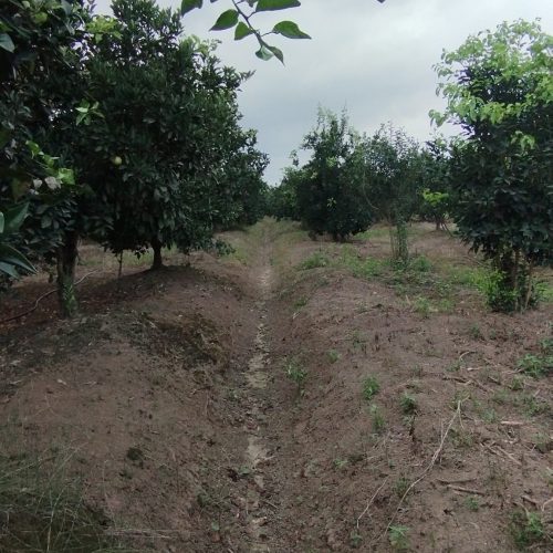 فروش باغ و زمین