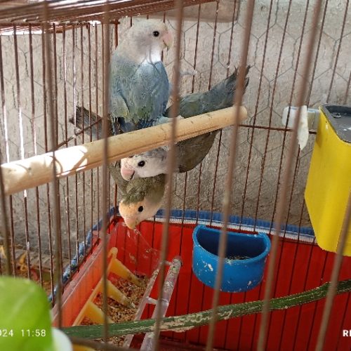 ۴ عدد طوطی برزیلی همراه تخم