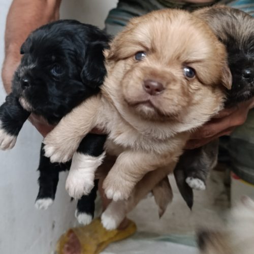 فروش حیوانات خانگی