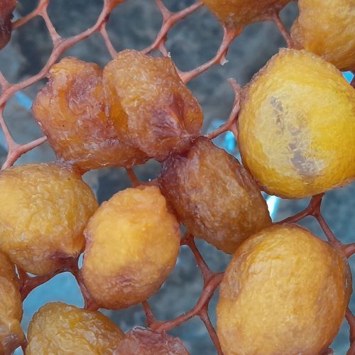 الو افتابی درجه یک