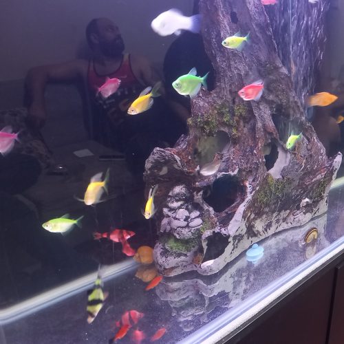 ماهی تزئینی اب شیرین