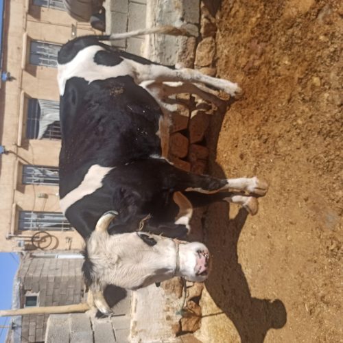 گاو‌ سیمینتال