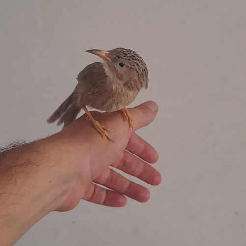 پرنده فوق دستی لیکو