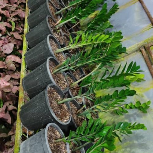 گل و گیاه حیاطی و آپارتمانی