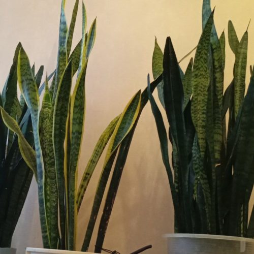 گل‌های آپارتمانی سانسوریا.زامفولیا