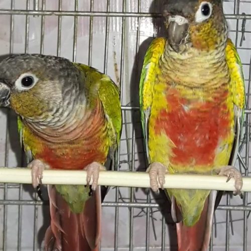 جفت های 8ماهه گرینچیک