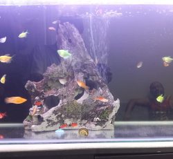 ماهی تزئینی اب شیرین