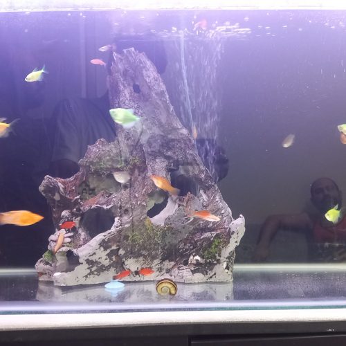 ماهی تزئینی اب شیرین