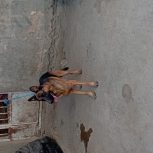 سگ ژرمن شپرد