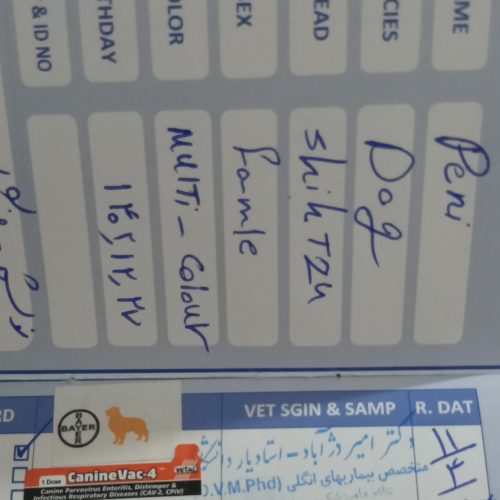 سلام دو تا سگ خانگی پاکوتاه نروماده