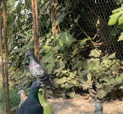 کبوتر مسافتی