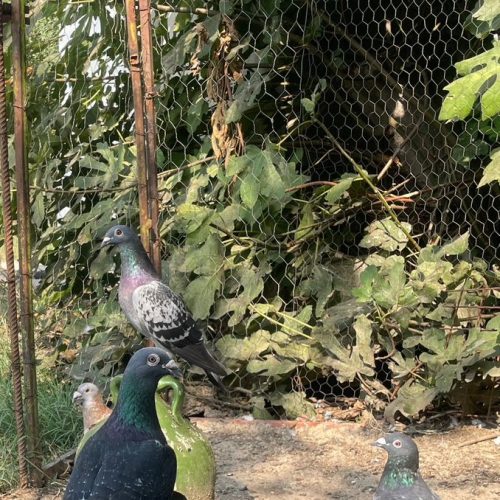 کبوتر مسافتی