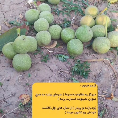 نهالستان حبیبی