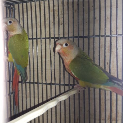 جفت های 8ماهه گرینچیک