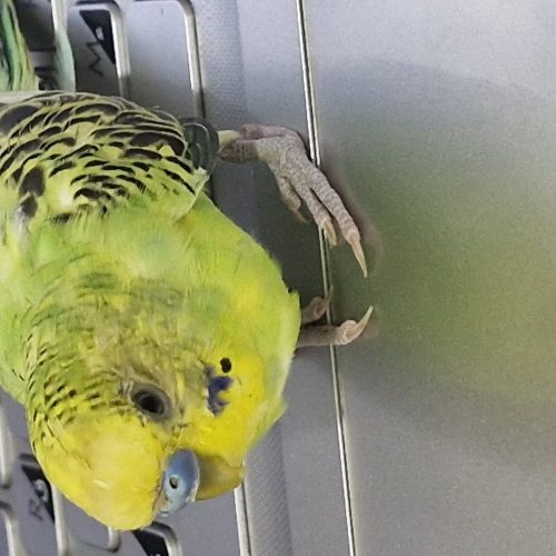 1جفت پرنده مرغ عشق بالغ