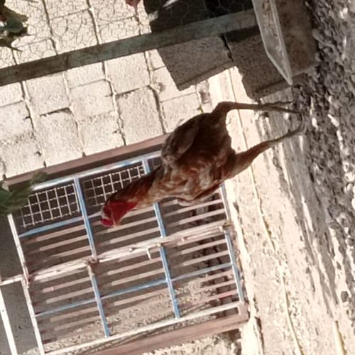 خروس لاری اصیل