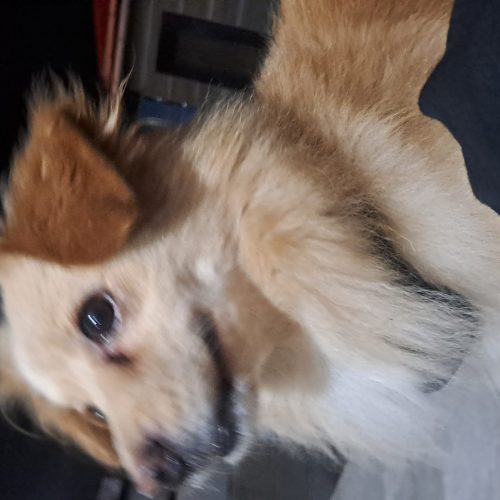 پامرین اشپیتز حرف گوش کن