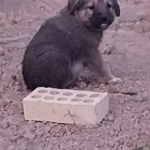 یه جفت توله قهدریجانی نرولاس